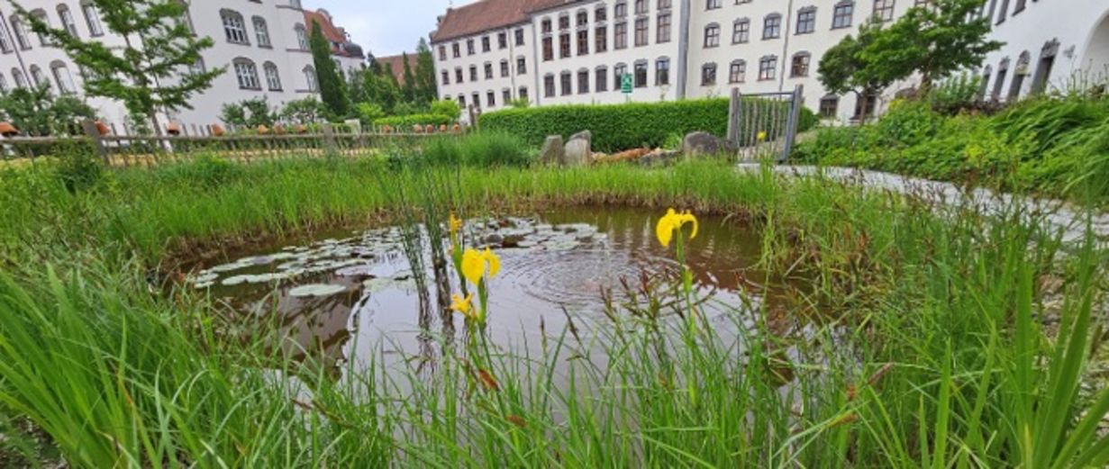 ALP-Garten-mit-Teich